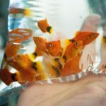 How To Acclimate Goldfish To A New Tank