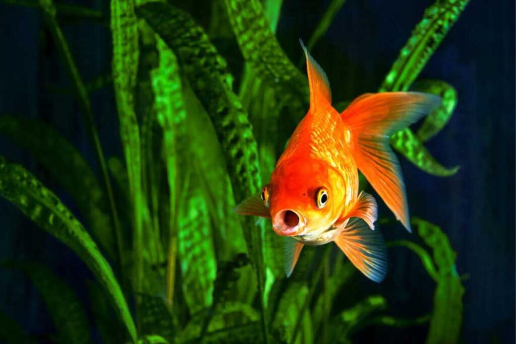 How To Reduce Goldfish Waste In The Tank