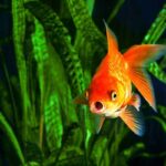 How To Reduce Goldfish Waste In The Tank