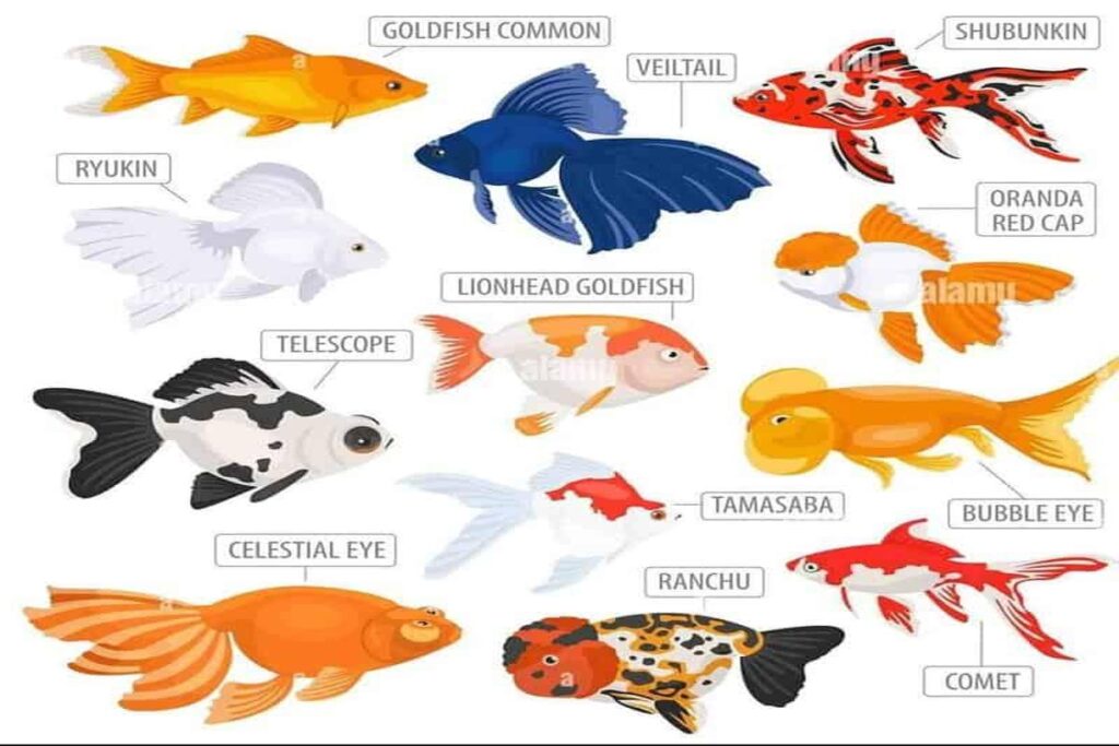 What Are Common Goldfish Breeds