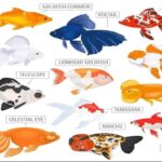 What Are Common Goldfish Breeds