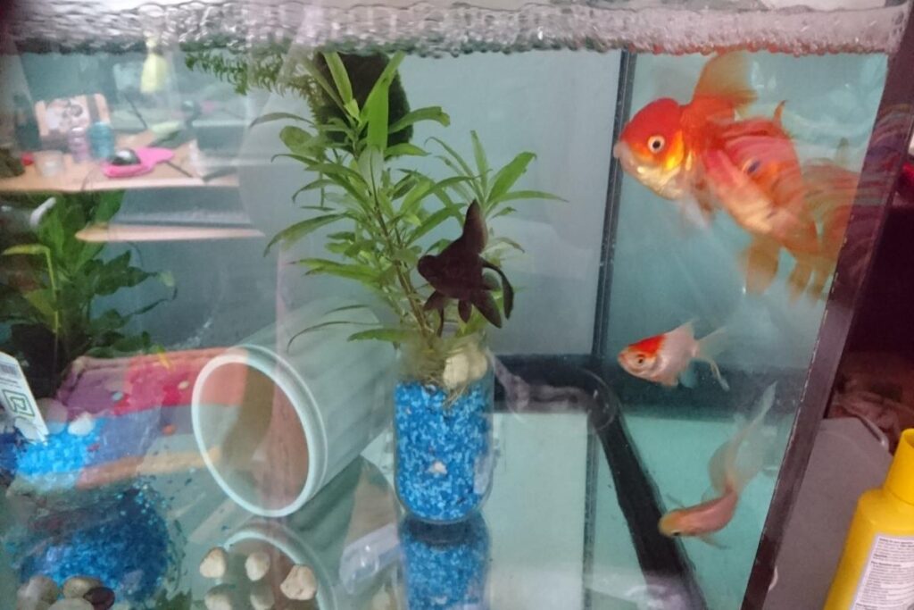 How To Provide Enrichment For Goldfish