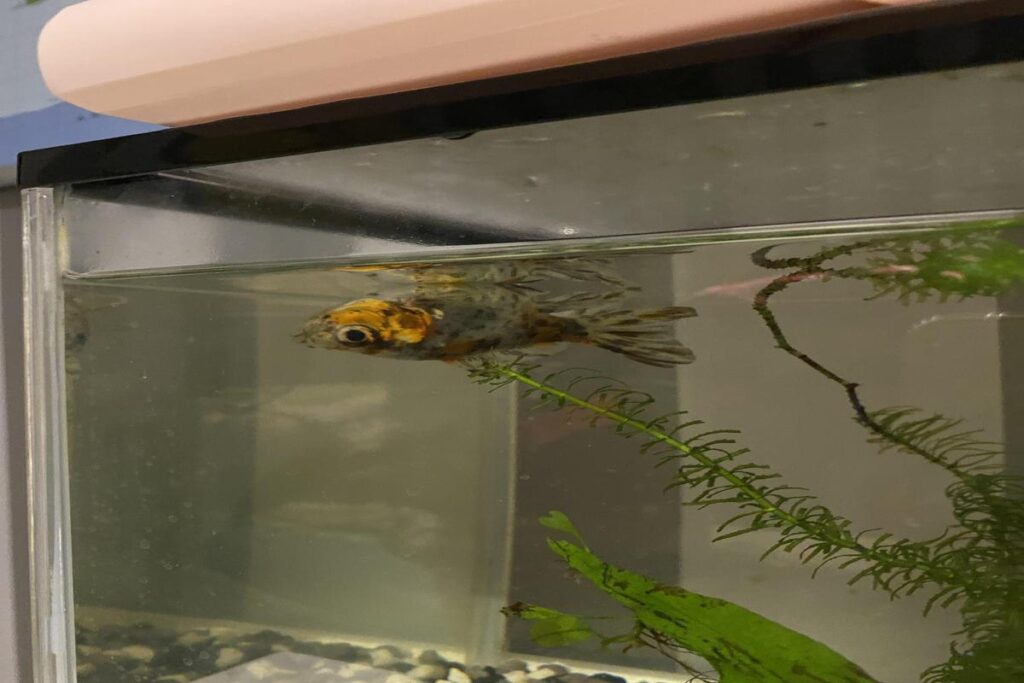 What Should I Do If My Goldfish Is Floating