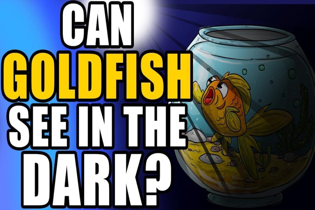 Can Goldfish See In The Dark