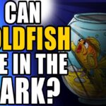 Can Goldfish See In The Dark