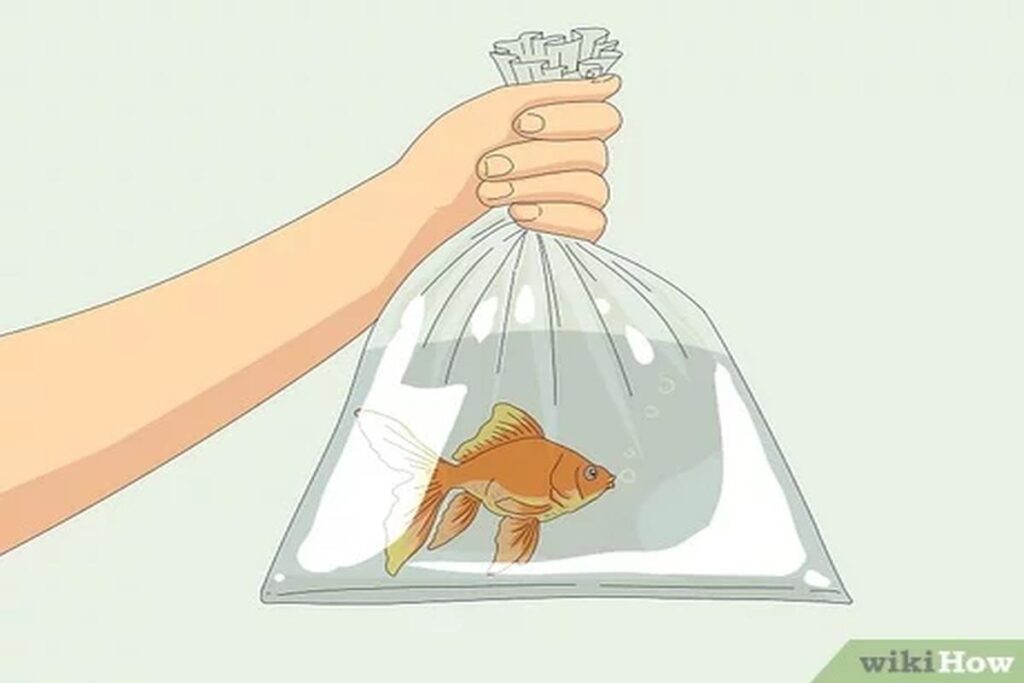 What Is The Best Way To Transport Goldfish