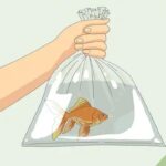 What Is The Best Way To Transport Goldfish