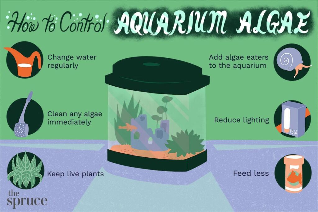 How To Prevent Algae Growth In A Goldfish Tank