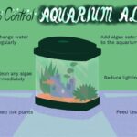 How To Prevent Algae Growth In A Goldfish Tank