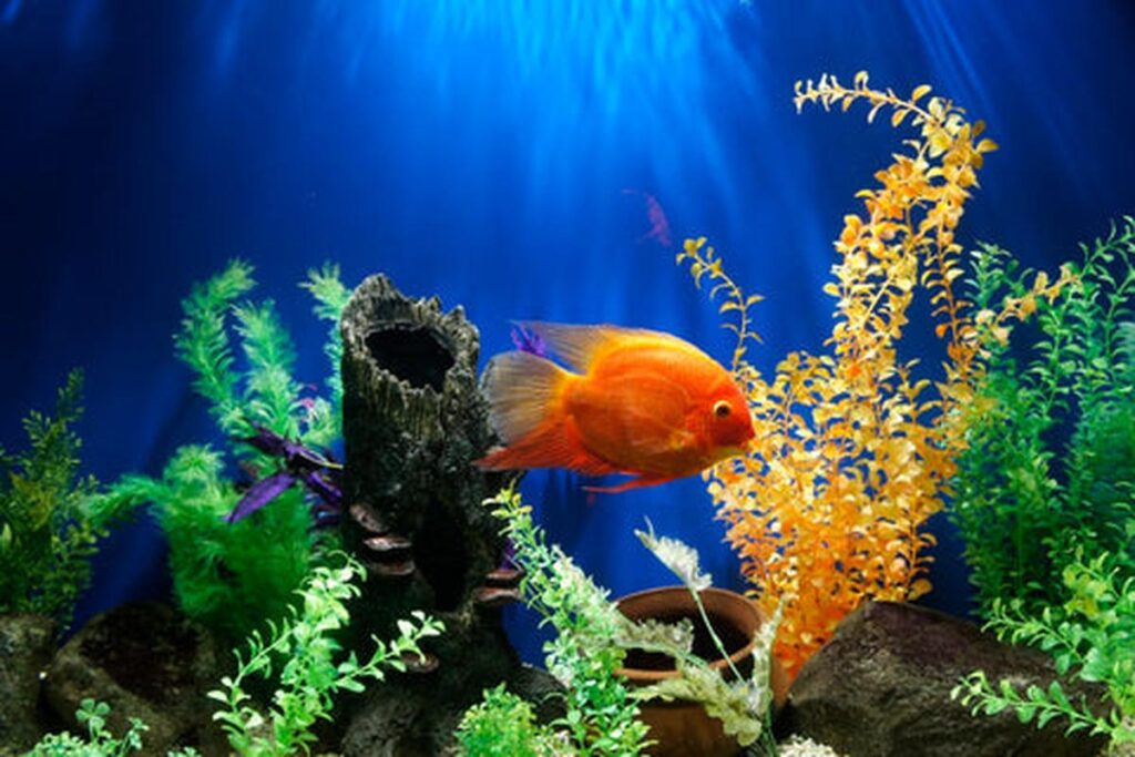 How To Create A Goldfish-Friendly Environment