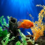 How To Create A Goldfish-Friendly Environment