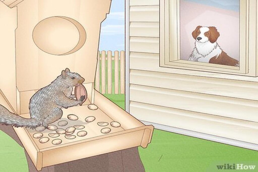 How To Attract Squirrels To Your Yard?