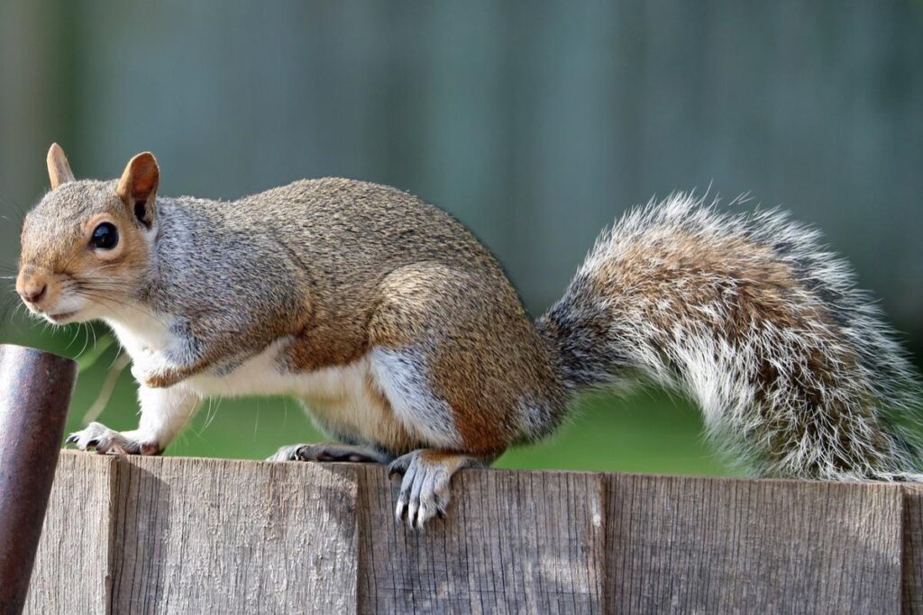 Why Do Squirrels Chase Each Other?