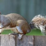 Why Do Squirrels Chase Each Other?