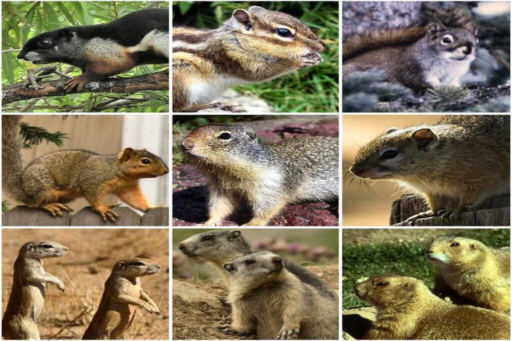 What Are The Different Species Of Squirrels?