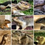 What Are The Different Species Of Squirrels?