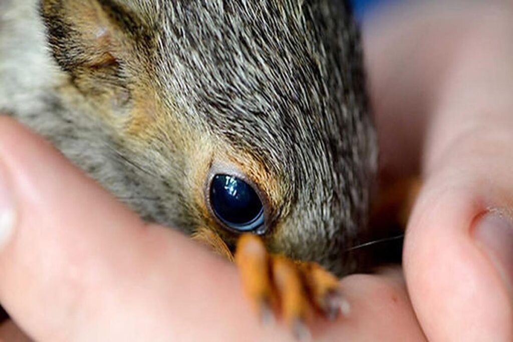 How To Care For A Pet Squirrel?