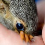 How To Care For A Pet Squirrel?