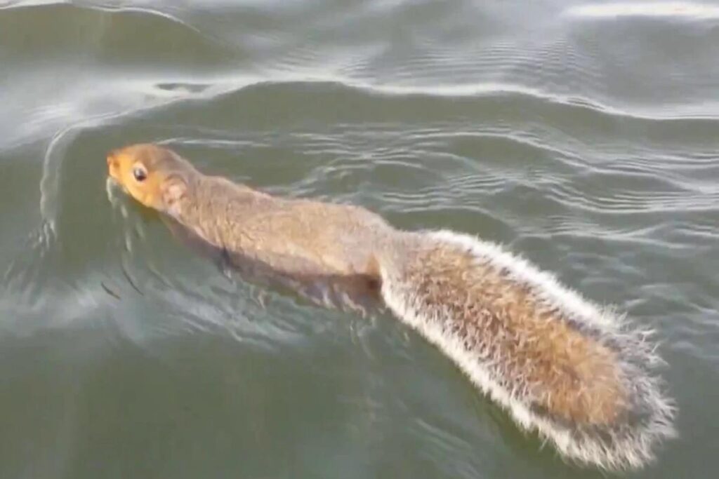 Can Squirrels Swim?