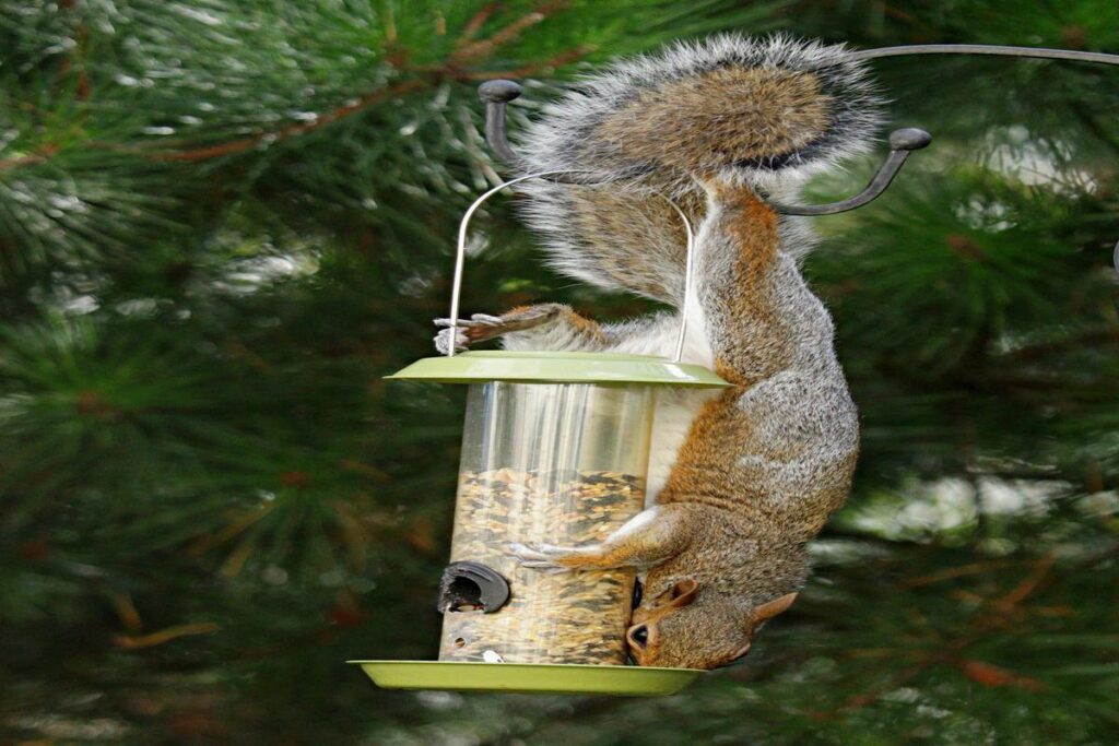 How To Keep Squirrels Out Of Bird Feeders?