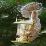 How To Keep Squirrels Out Of Bird Feeders?