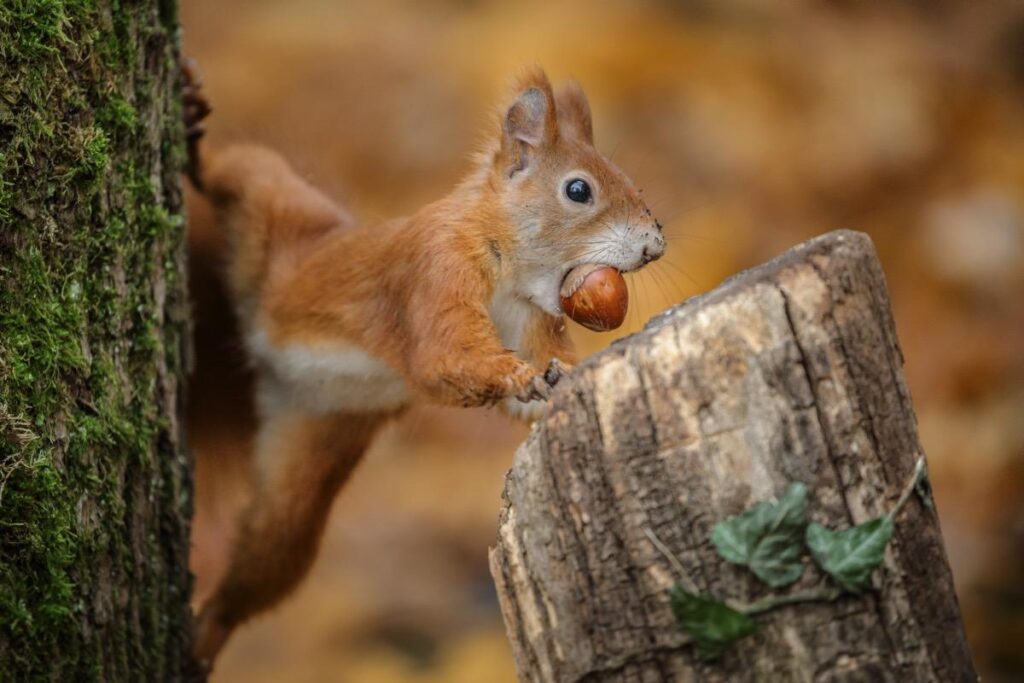 Why Do Squirrels Bury Their Food?