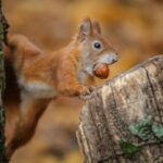 Why Do Squirrels Bury Their Food?