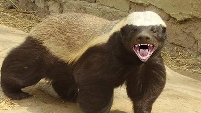 Honey Badger: The Fearless Warrior of the Animal Kingdom