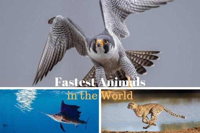 The Top 10 Fastest Animals on Earth: Masters of Speed