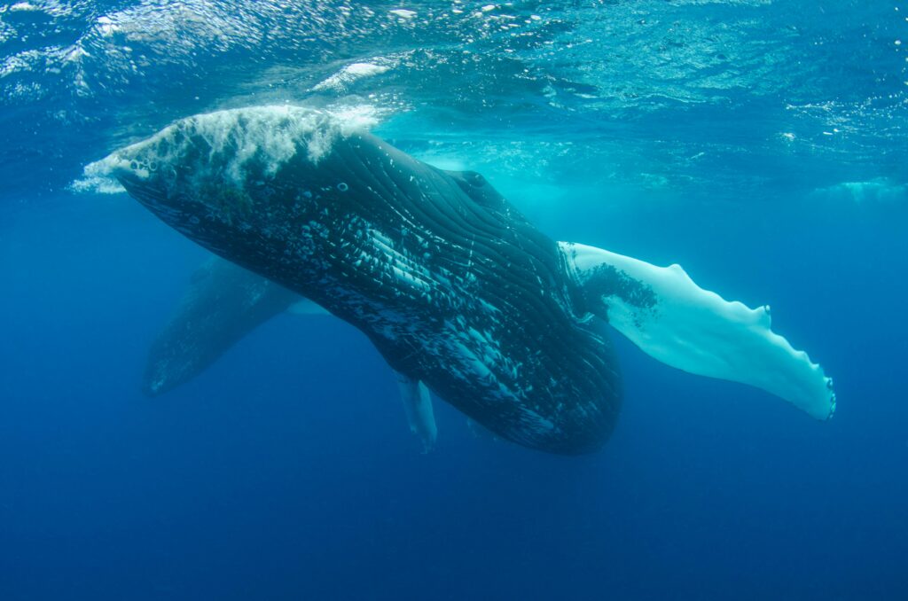 The Majestic Blue Whale: Nature’s Gentle Giant