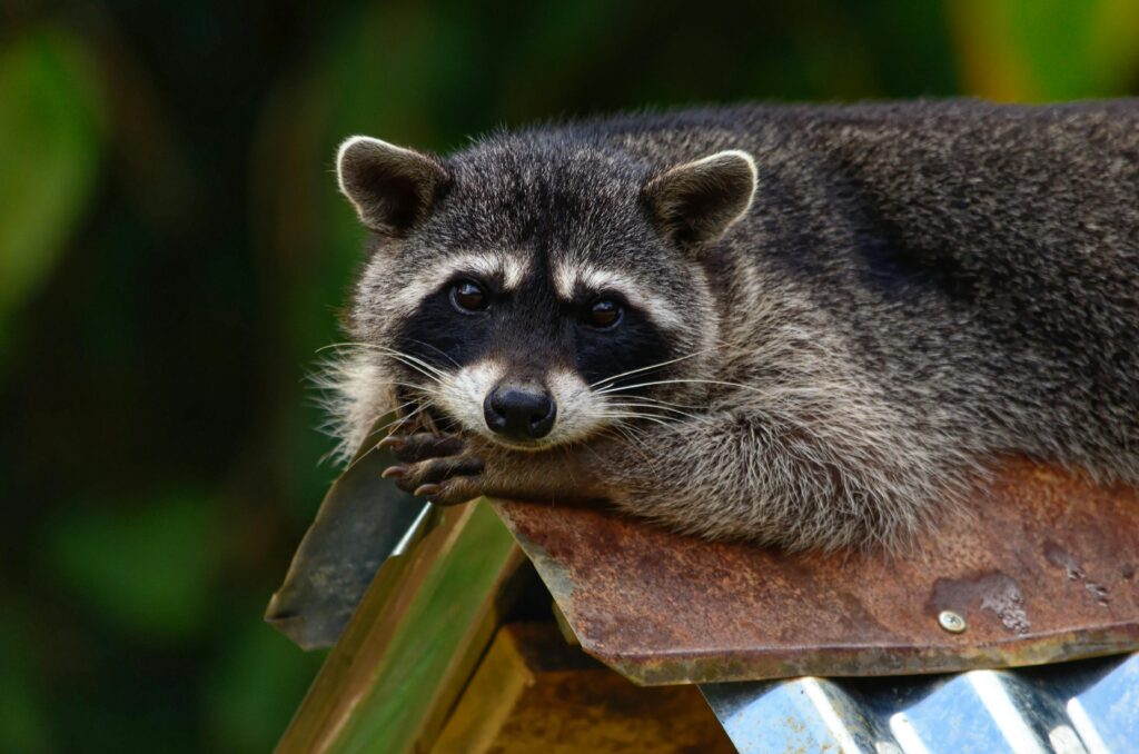 The Effects of Raising a Raccoon from Birth: An In-Depth Guide for Prospective Caregivers