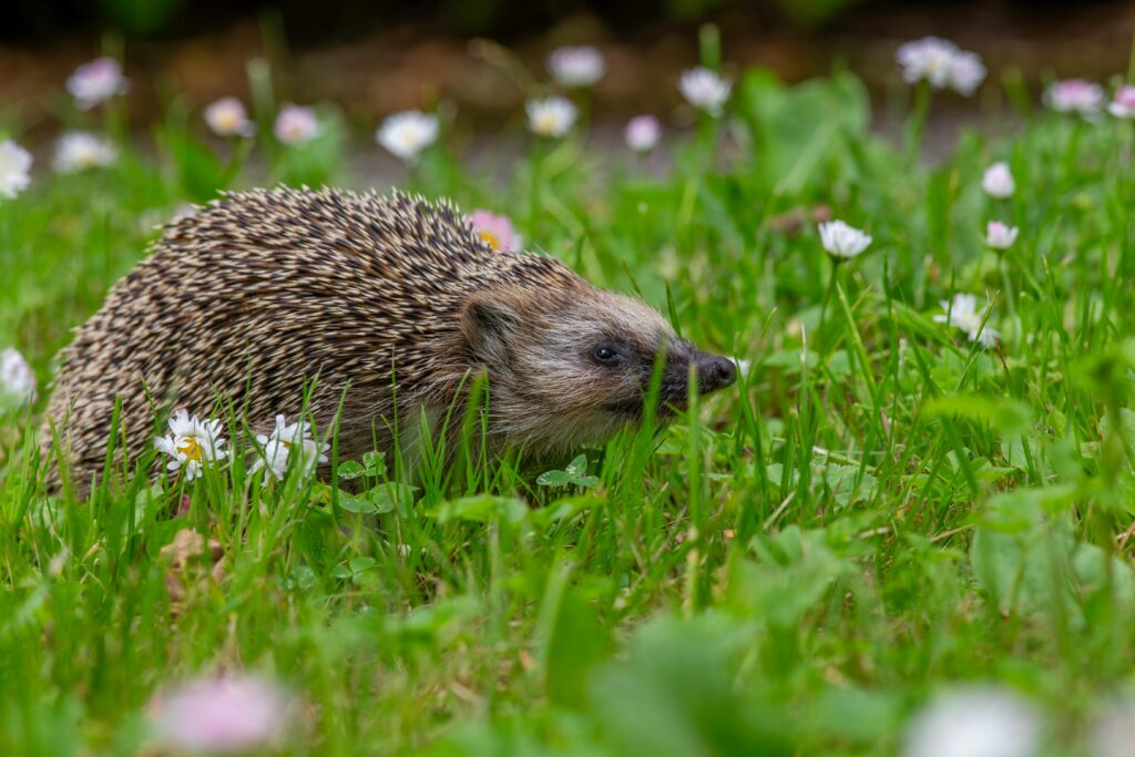 The Vital Roles of Animals in Ecosystems