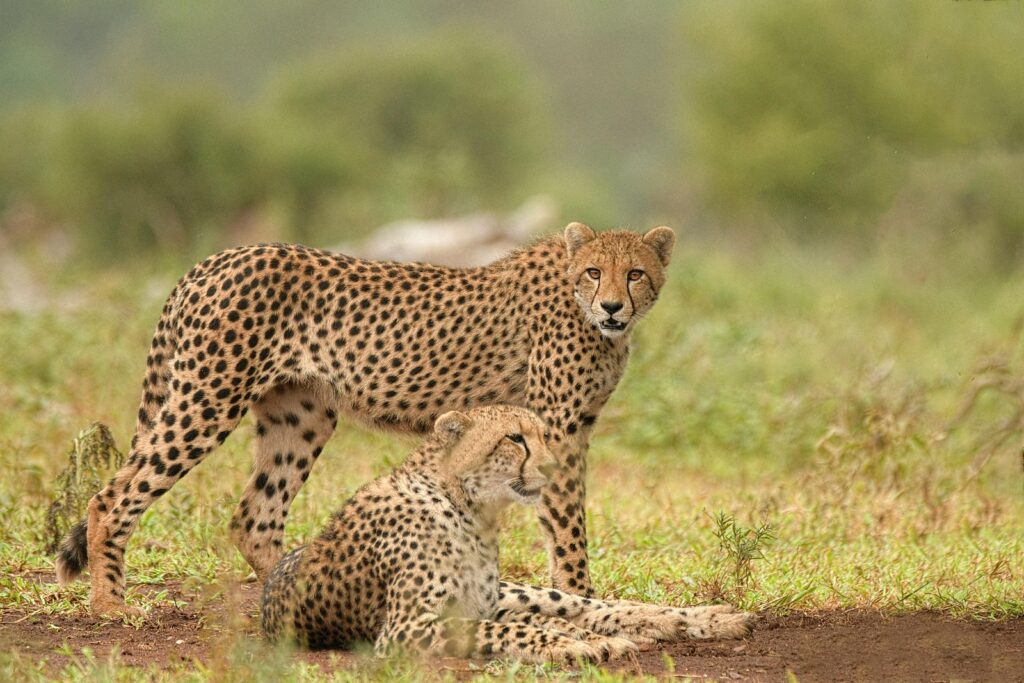 The Majestic Cheetah: Nature’s Speedster