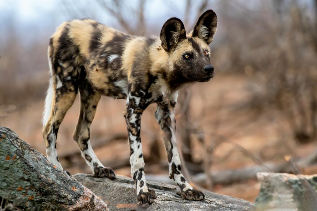 Can African Wild Dogs Be Pets?