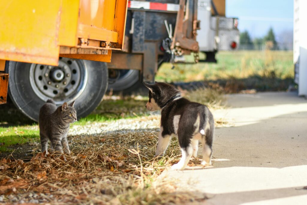 Animal Communication: How Animals Speak to Each Other