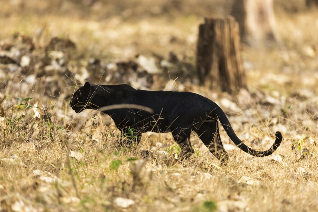 Leopards and Black Panthers: Understanding the Mystique