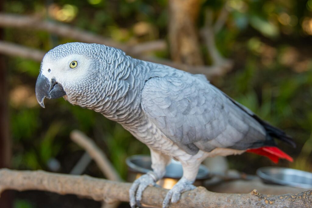 The Smartest Animal in the World: The African Grey Parrot