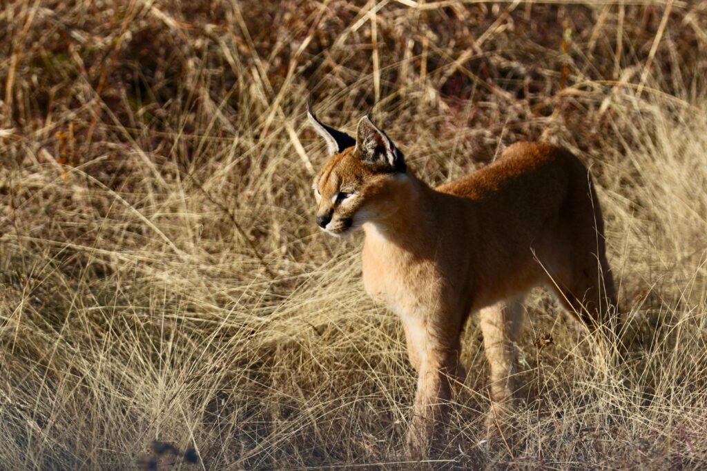 The Caracal: An In-Depth Look at One of Nature’s Most Elusive Predators