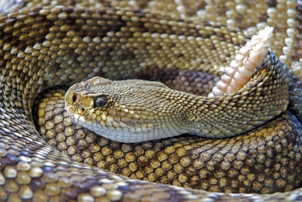 Snake Venom: Nature’s Deadly Elixir with Healing Potential