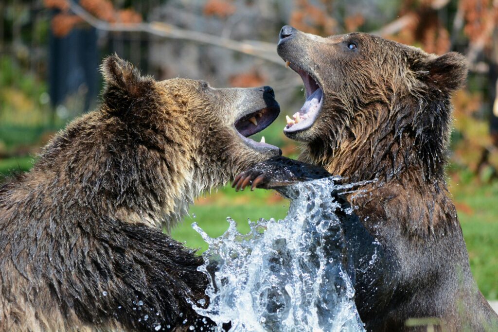 Kodiak Bear vs. Brown Bear: A Comprehensive Guide to the Titans of the Wild