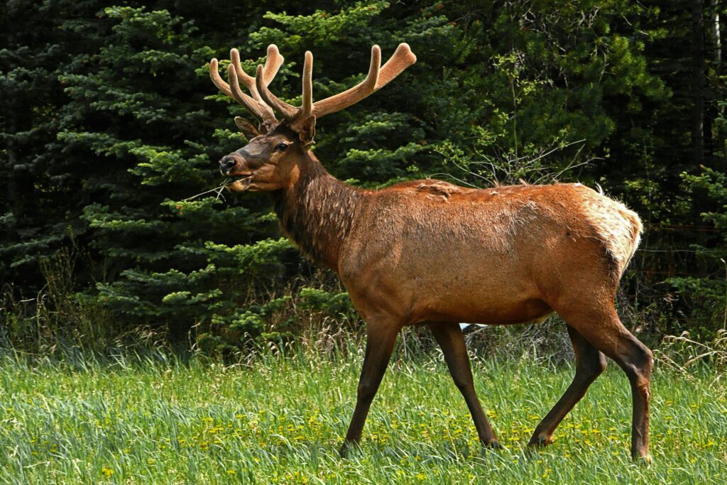 Understanding Deer Breeding: A Comprehensive Guide