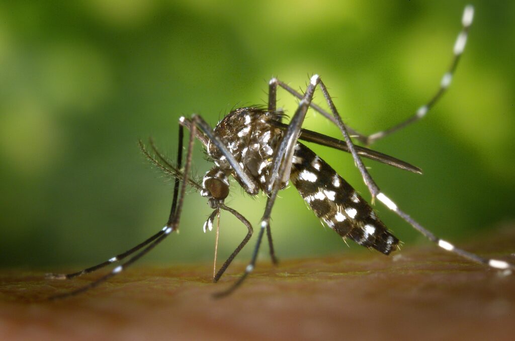 The most dangerous animal in the world: The Mosquito