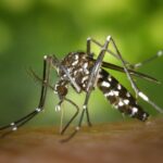 The most dangerous animal in the world: The Mosquito