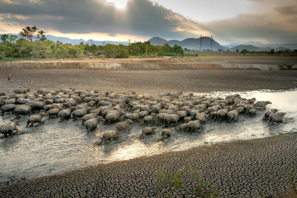 Understanding Animal Migration Patterns: Nature’s Incredible Journey