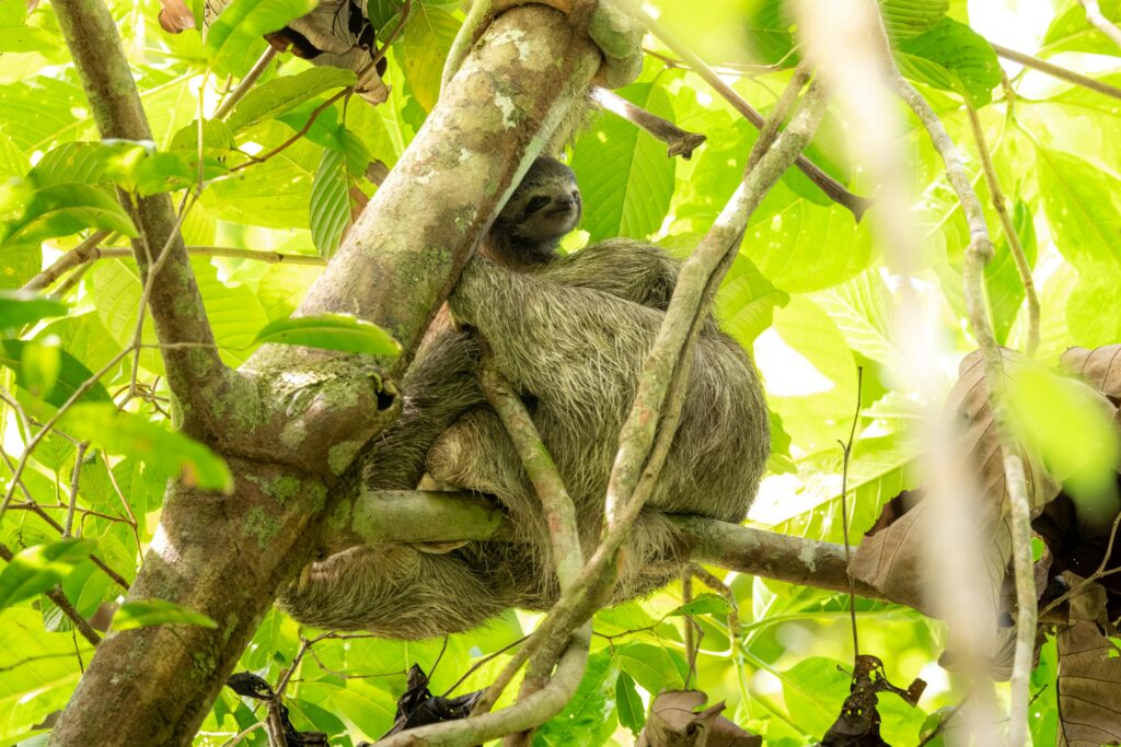 The Slowest Animal in the World: The Three-Toed Sloth