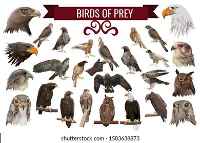 What Would Happen if You Put Every Bird of Prey into a Battle Royale?