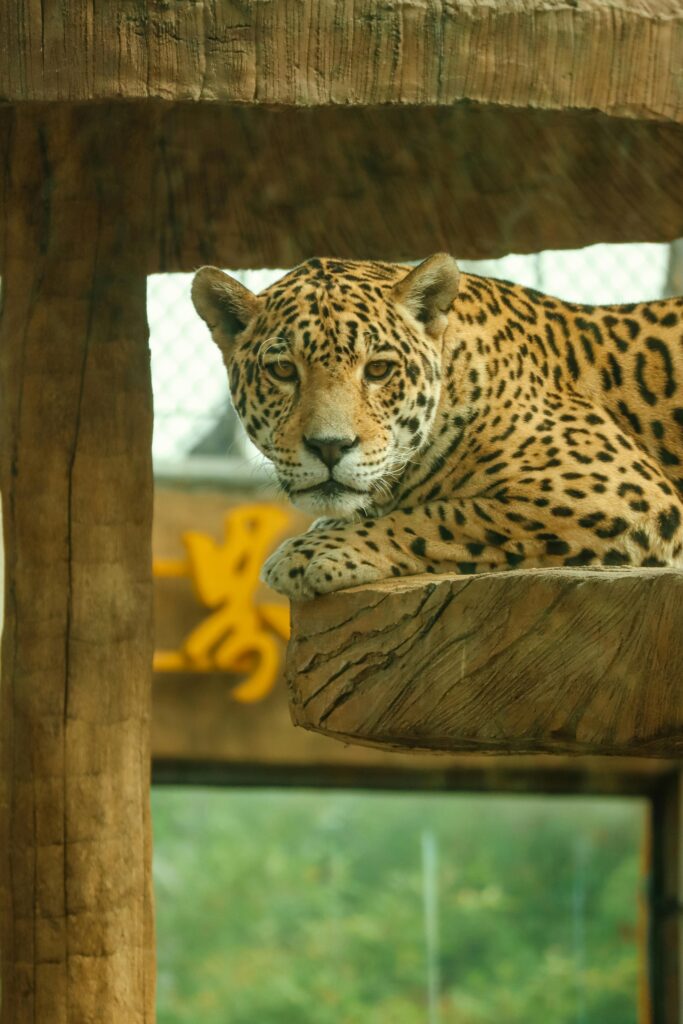 The Fascinating World of Jaguars: The Elusive Big Cats of the Americas