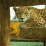 The Fascinating World of Jaguars: The Elusive Big Cats of the Americas