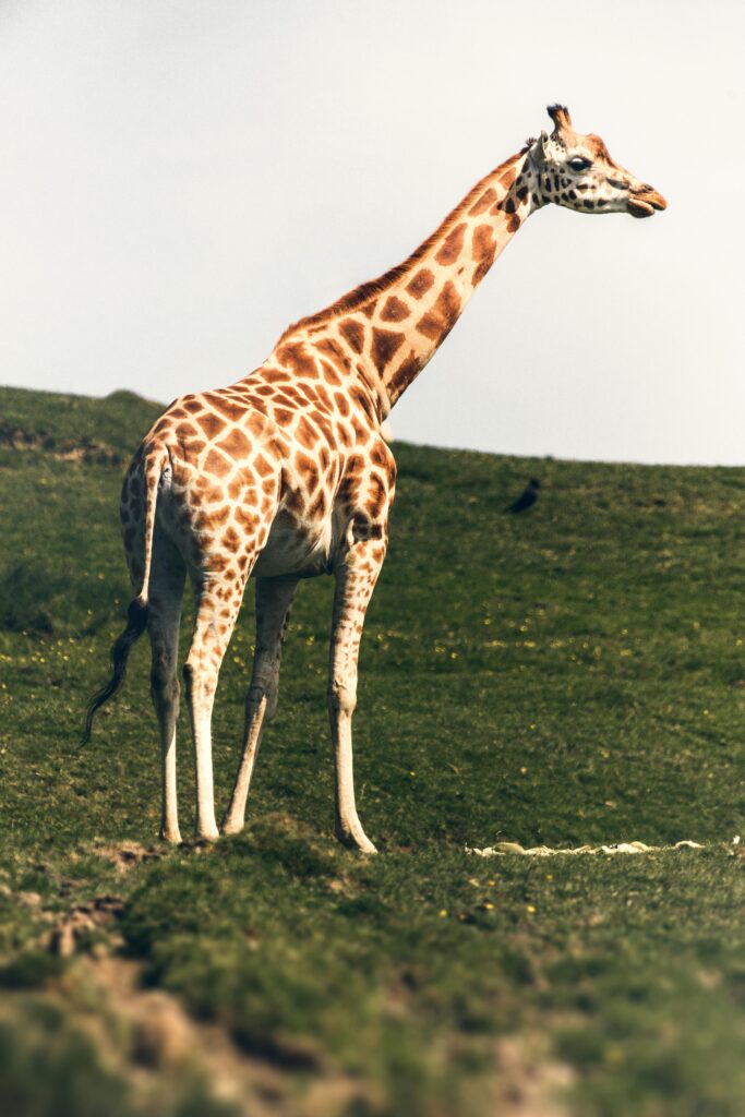 The Majestic Giraffe: Understanding the World’s Tallest Mammal