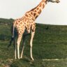 The Majestic Giraffe: Understanding the World’s Tallest Mammal